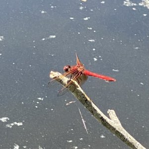 IMG_5116.jpeg