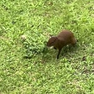 IMG_0901.jpeg