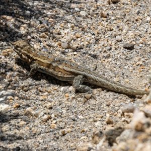 A01WesternSideBlotchedLizardFemale2187.jpg
