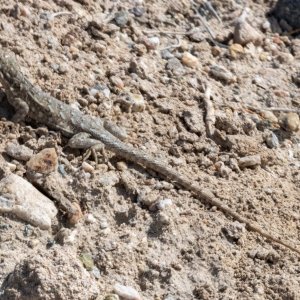 A02WesternSideBlotchedLizardFemale2672.jpg