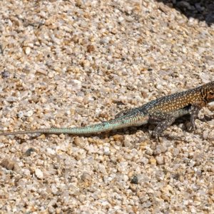 A03WesternSideBlotchedLizard2353.jpg