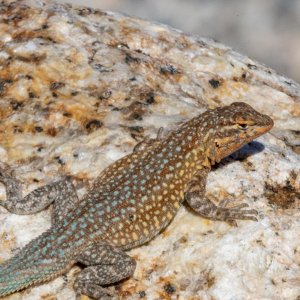 A04WesternSideBlotchedLizard2097.jpg