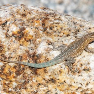 A05WesternSideBlotchedLizard2098.jpg