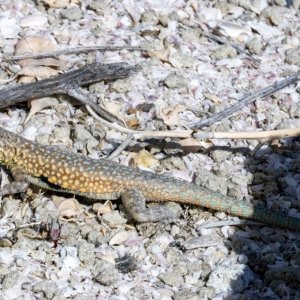 A06WesternSideBlotchedLizard2373.jpg