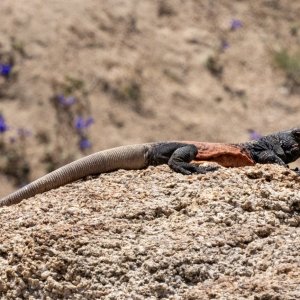 B01CommonChuckWalla2272.jpg