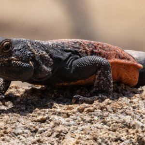 B02CommonChuckwalla2291.jpg