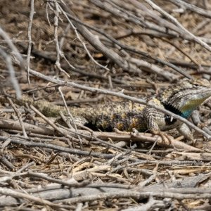 B06DesertSpinyLizard2788.jpg