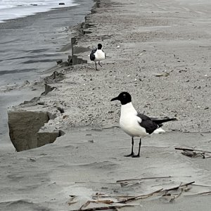 IMG_1634.jpeg