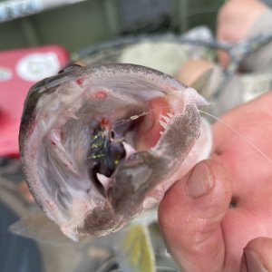 IMG_6201.jpeg