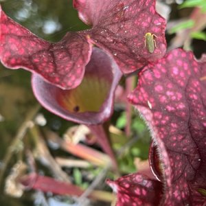 IMG_1883.jpeg