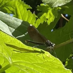 IMG_3466.jpeg