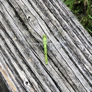 IMG_7707.jpeg