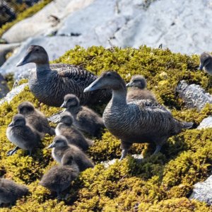 B02CommonEiderHens&Ducklings6981.jpg