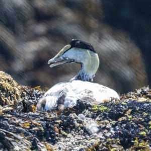 B03CommonEiderDrake6861.jpg
