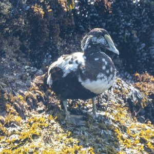 B04CommonEiderEclipseMale6841.jpg