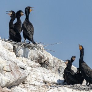 B05DoubleCrestedCormorantsNesting6875.jpg
