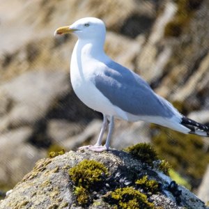 B06HerringGull6918.jpg