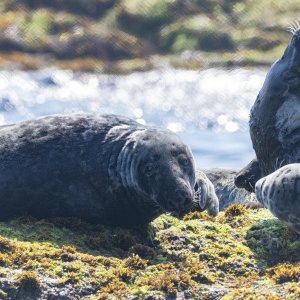C01GraySeals7036.jpg