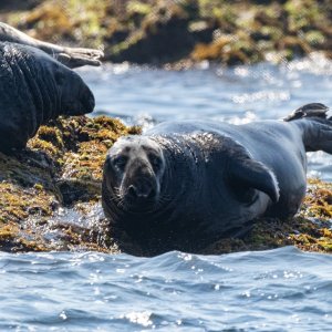 C02GraySeal7031.jpg