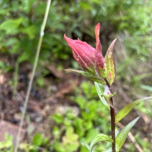 IMG_2069.jpeg