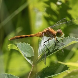A06YellowLeggedMeadowhawkDragonfly6733.jpg