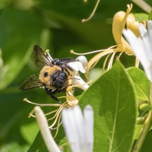 B11EasternCarpenterBeeOnHoneysuckle6790.jpg