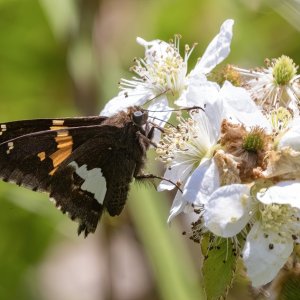 B14SilverSpottedSkipperOnMultifloraRose6718.jpg