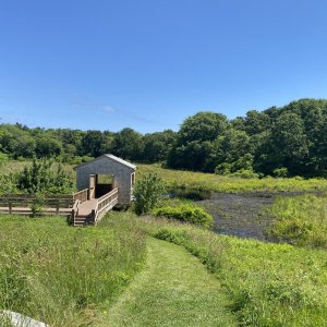 A01PondMarshBlind8463.jpg