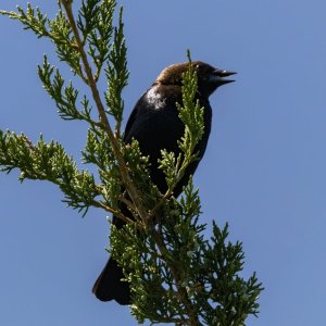 A07BrownHeadedCowbirdMale6687.jpg