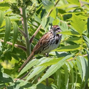 A08SongSparrow6827.jpg