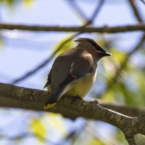 C02CedarWaxwing6646.jpg