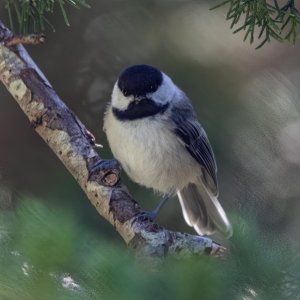 C01BlackCappedChickadeeStaredown6677.jpg