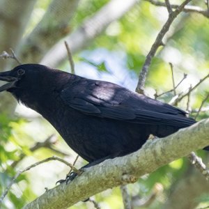 C04CommonCrow6803.jpg