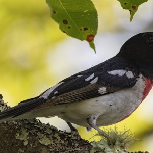A03RoseBreastedGrosbeakMale7066.jpg