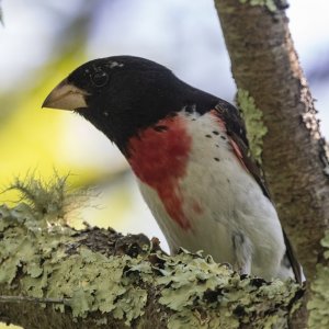 A04RoseBreastedGrosbeakMale7072.jpg