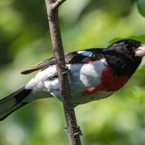 A05RoseBreastedGrosbeakMale7086.jpg