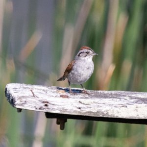 A06SwampSparrow7104.jpg