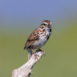A07SongSparrow7146.jpg