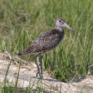 B08Willet7171.jpg