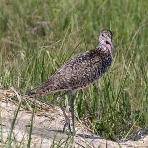 B09WilletCalling7173.jpg