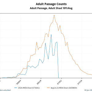 2024 Shad count over McNary Dam.png