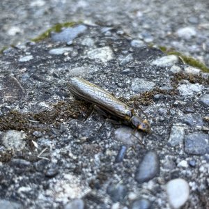 IMG_1990.jpeg