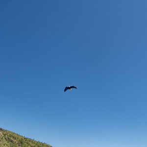 A03BaldEagleThief7030009.jpg