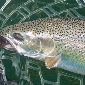 A06Trout2cP7030026.jpg