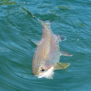 A07Trout3bP7030039.jpg