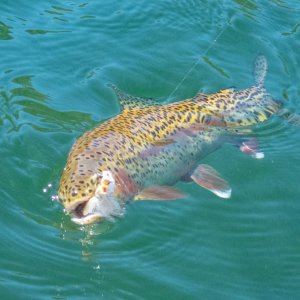 A09Trout9bP7030108.jpg