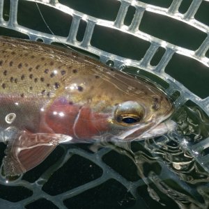 A11Trout5bP7030068.jpg