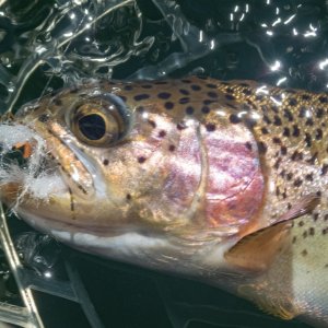 A14Trout8aP7030096.jpg