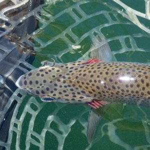 A15Trout6dTopViewP7030083.jpg