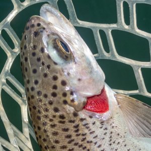 A16Trout6bRightSideP7030079.jpg
